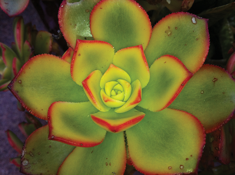 Home & Garden Design Trends Ranch & Coast Magazine