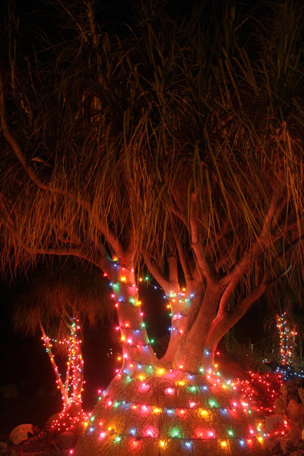 Garden of Lights — Ranch & Coast Magazine