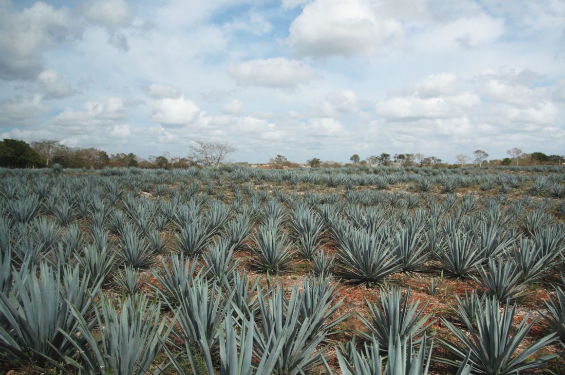 Herradura Tequila