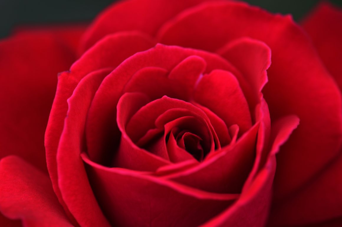Valentine's Day 2019