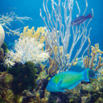 Bermuda is surrounded by a marine wonderland