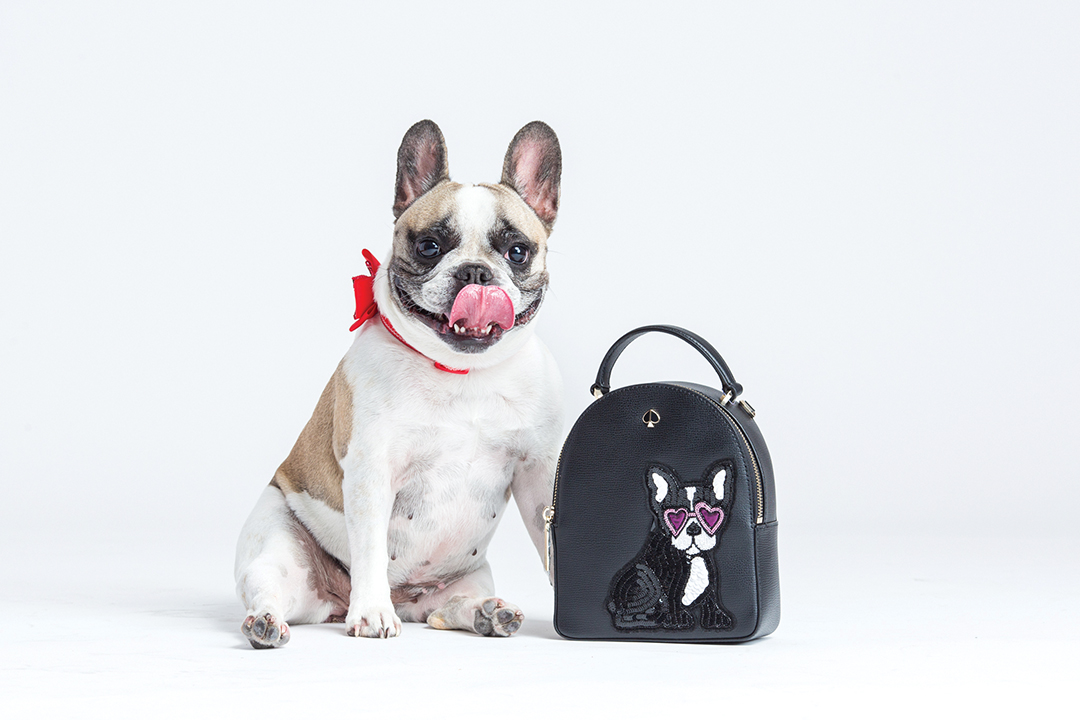 French Bulldog posing next to designer backpack with french bulldog embroidered on it