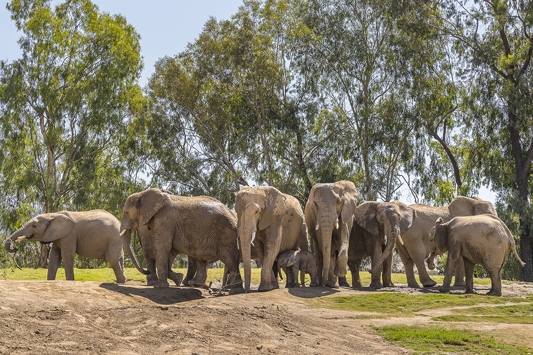 About SDZWA  San Diego Zoo Wildlife Alliance