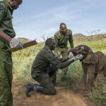 Taking care of a baby elephant