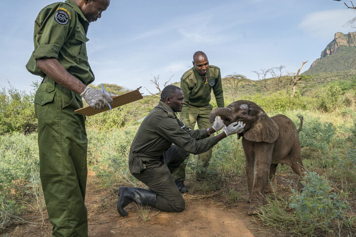 Taking care of a baby elephant