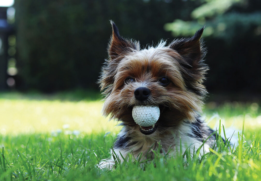 Biewer Yorkshire Terrier lies in grass and in mouth has big golf ball. Relax in the shadow in hot summer days. Puppy with owner plays on retrieval. Obedient, games, outdoor activity.