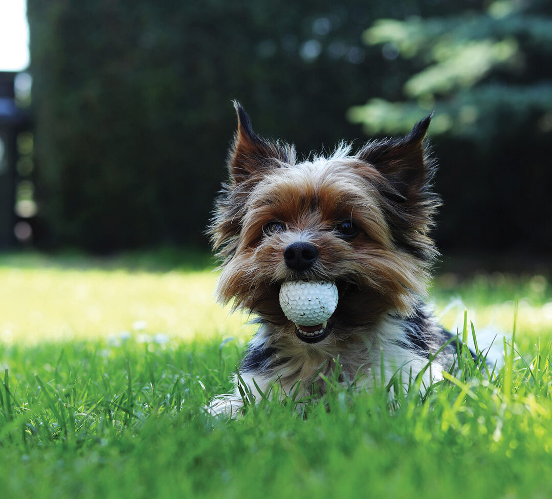 Biewer Yorkshire Terrier lies in grass and in mouth has big golf ball. Relax in the shadow in hot summer days. Puppy with owner plays on retrieval. Obedient, games, outdoor activity.