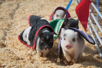 3 little piglets racing
