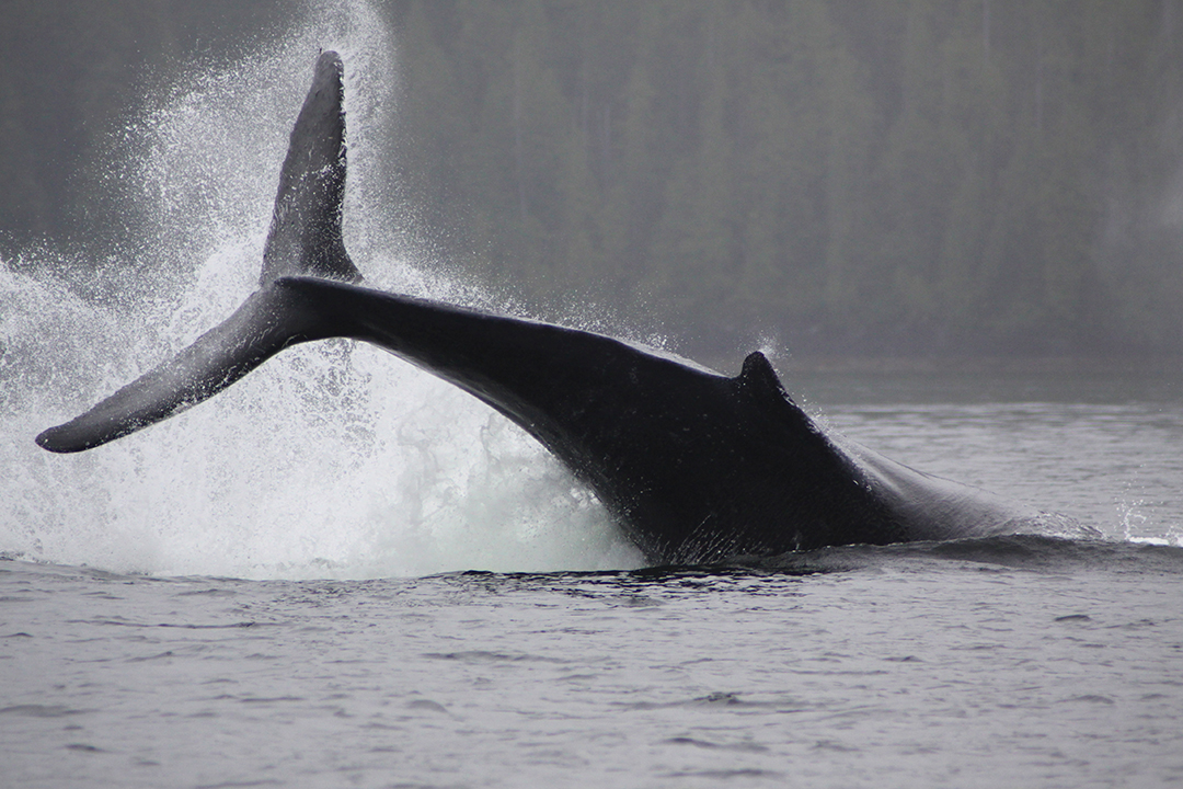 Whales and other marine life play in unencumbered waterways