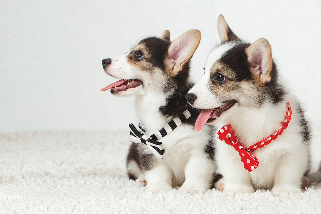Two little Corgi puppies with the bow tie.
