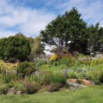 Mendocino Coast Botanical Gardens is 47 acres of botanical bliss