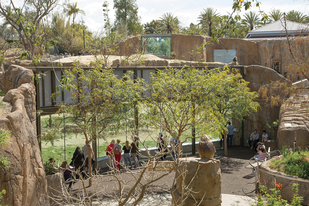 Plantings in the Ethiopian Highlands habitat reflect home in the wild for the Zoo’s hamadryas baboon troop