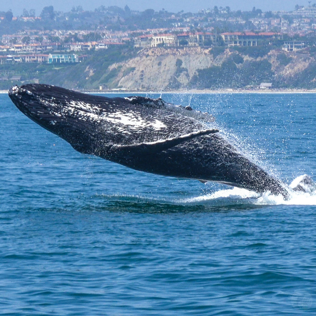 A humpback whale breaches in sight of The Ritz-Carlton Laguna Niguel