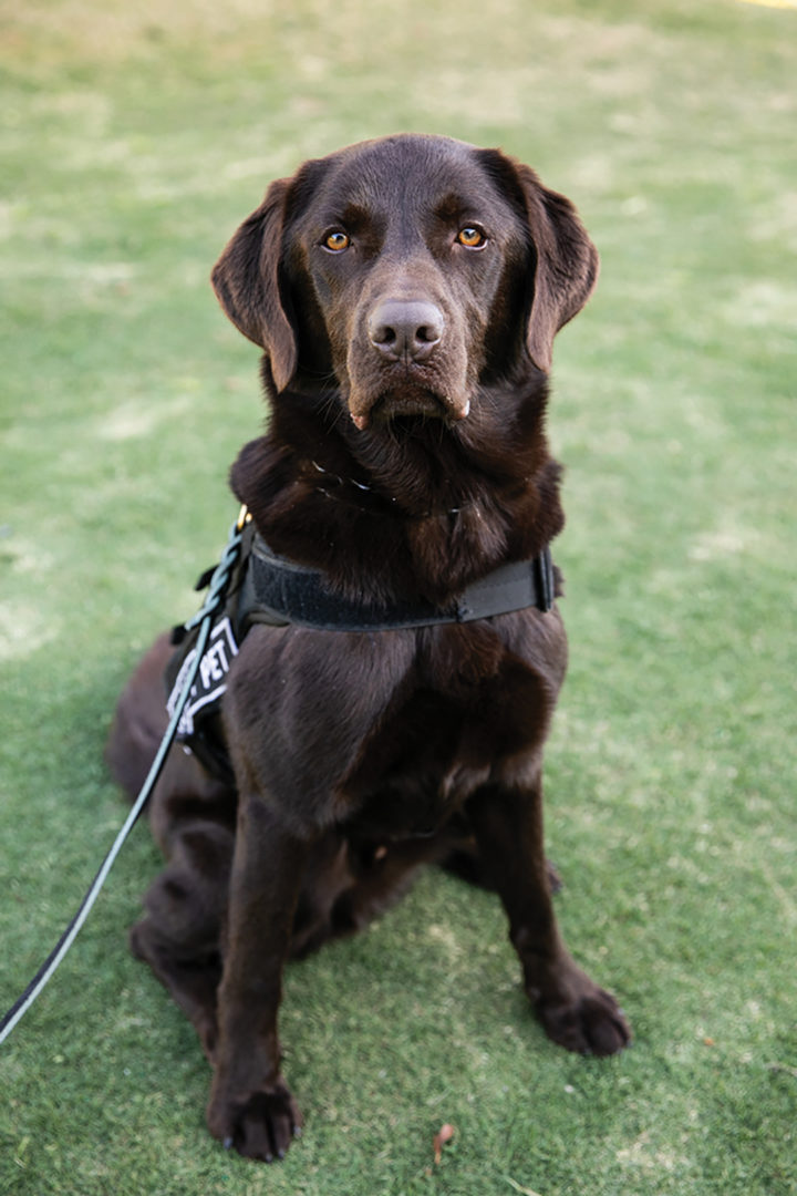 Service dog Jack, sponsored by COX Charities