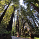Redwood trees thrive near the coast from the Oregon border to Big Sur
