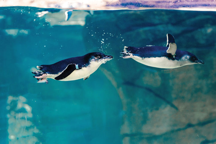 Pengiuns swimming at Birch Aquarium