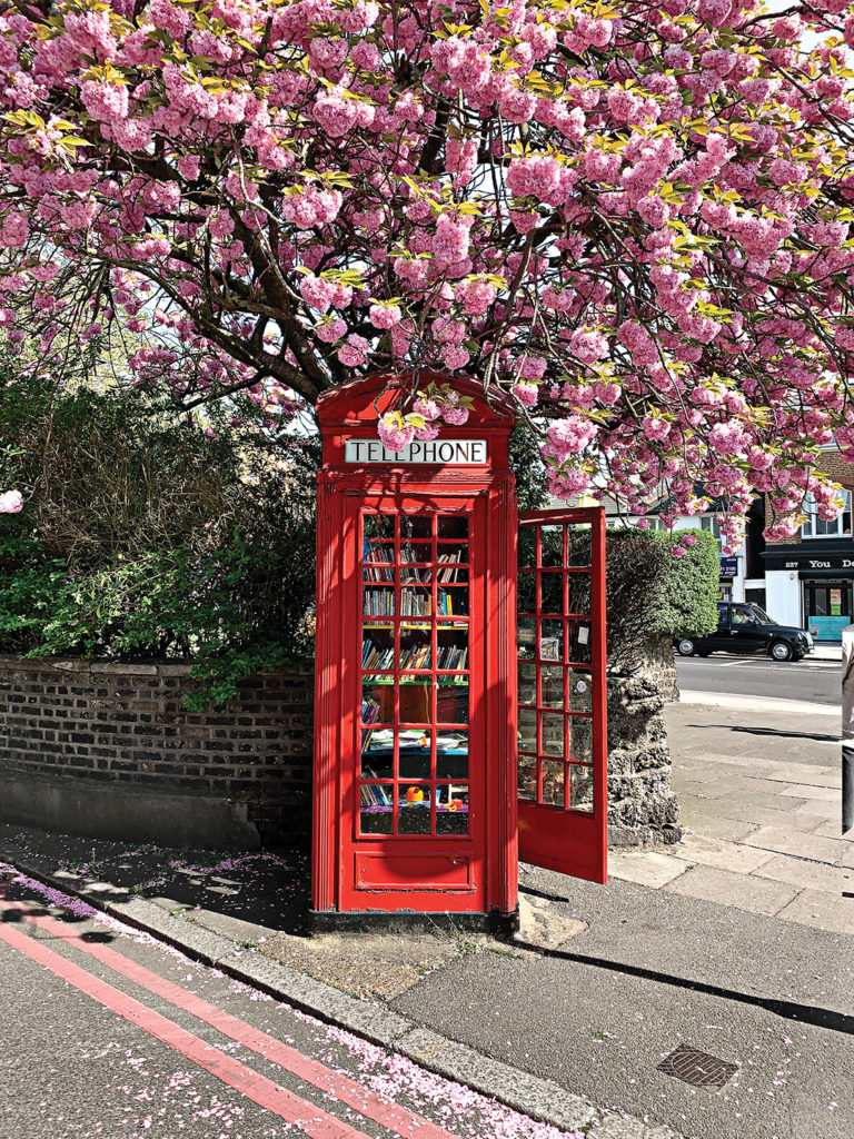 Red telephone box filled with books on bookshelves underneath pink magnolia tree, London, England