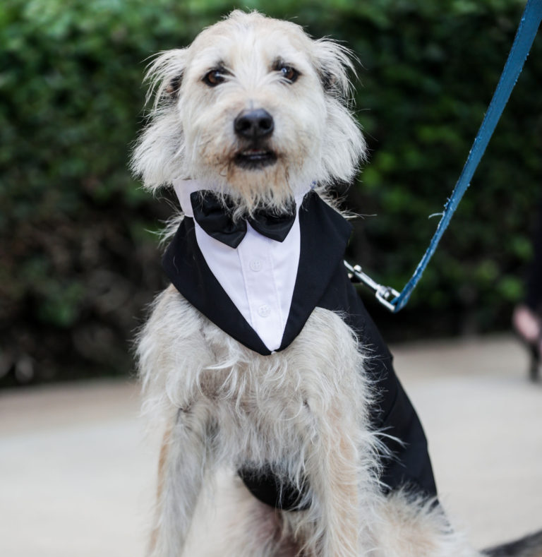 San Diego Humane Society’s Fur Ball — Ranch & Coast Magazine