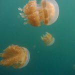Palau’s Jellyfish Lake is the best place in the world to swim with millions of harmless jellyfish