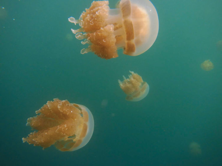 Palau’s Jellyfish Lake is the best place in the world to swim with millions of harmless jellyfish