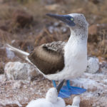 Blue footed boobies use their feet to attract a mate and to cover their young and keep them warm