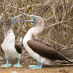 Blue footed boobies use their feet to attract a mate and to cover their young and keep them warm