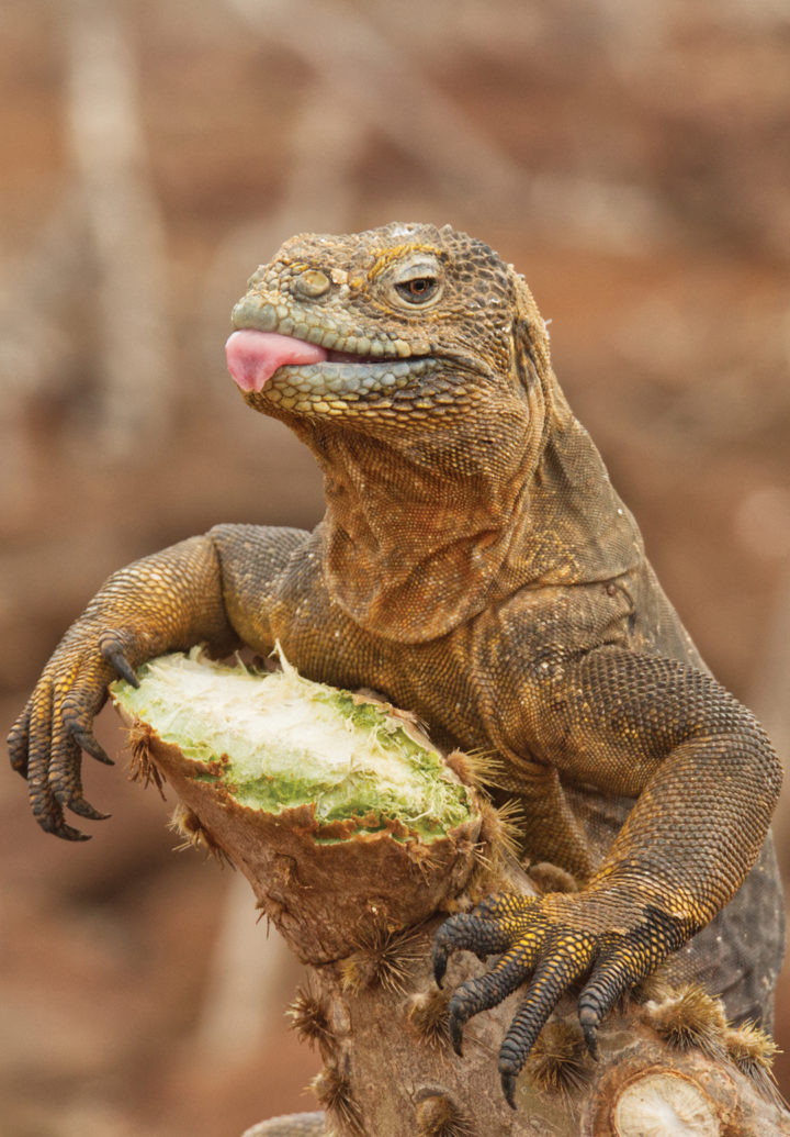 Cactus is the preferred diet of land iguanas