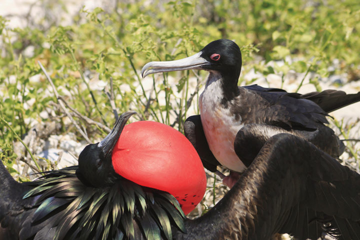 Male Great Frigate birds inflate their neck pouch to attract females during courtship