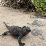 Charles Darwin described marine iguanas as “hideous-looking”