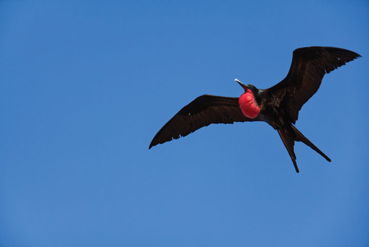 Male Great Frigate birds inflate their neck pouch to attract females during courtship