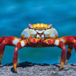 Bright red Sally Lightfoot crabs are easy to spot against dark volcanic rock throughout the Galápagos