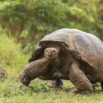 Galápagos tortoises are among the longest lived of all land vertebrates, averaging more than 100 years