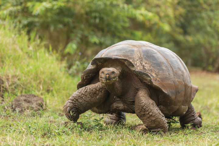 Galápagos tortoises are among the longest lived of all land vertebrates, averaging more than 100 years