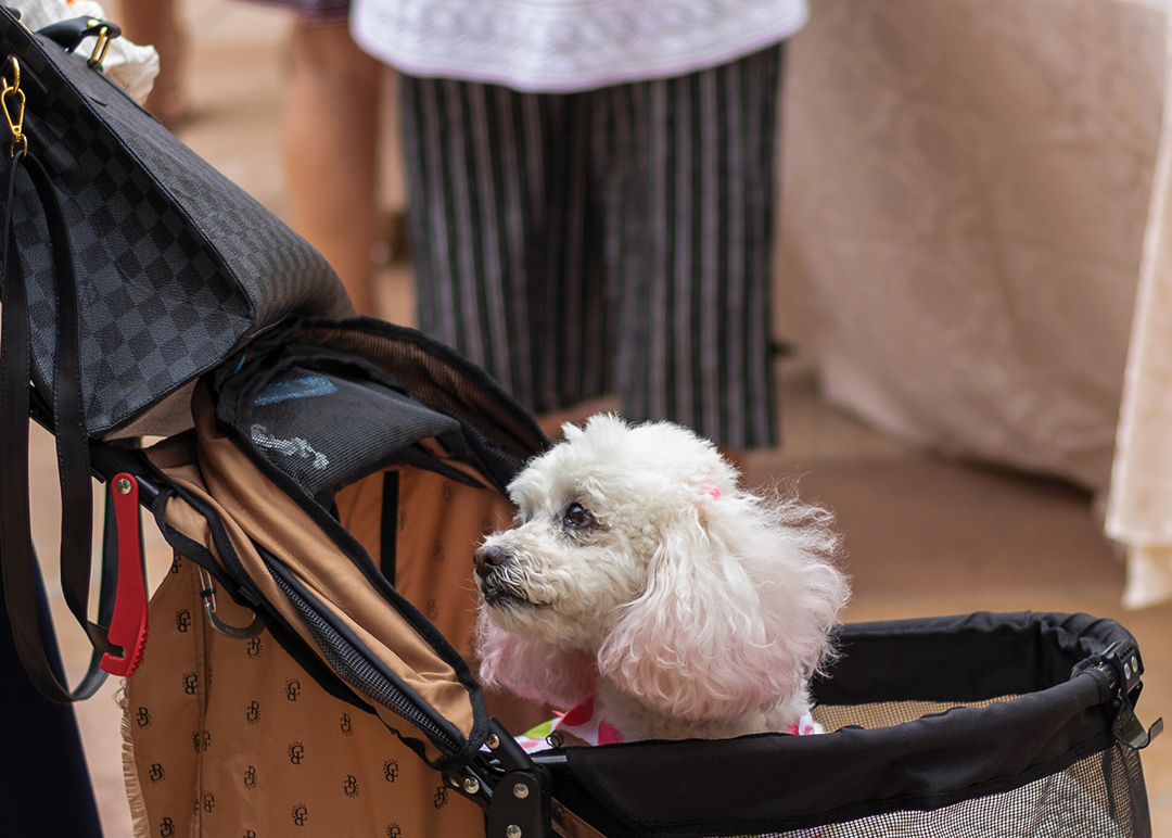 Louis Vuitton Dog Stroller