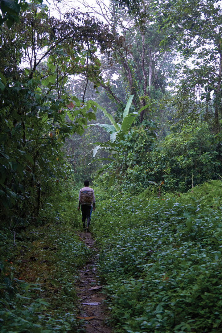 The key ingredient of Ecuadorian chocolate is cacao fruit, which local farmers collect by hand
