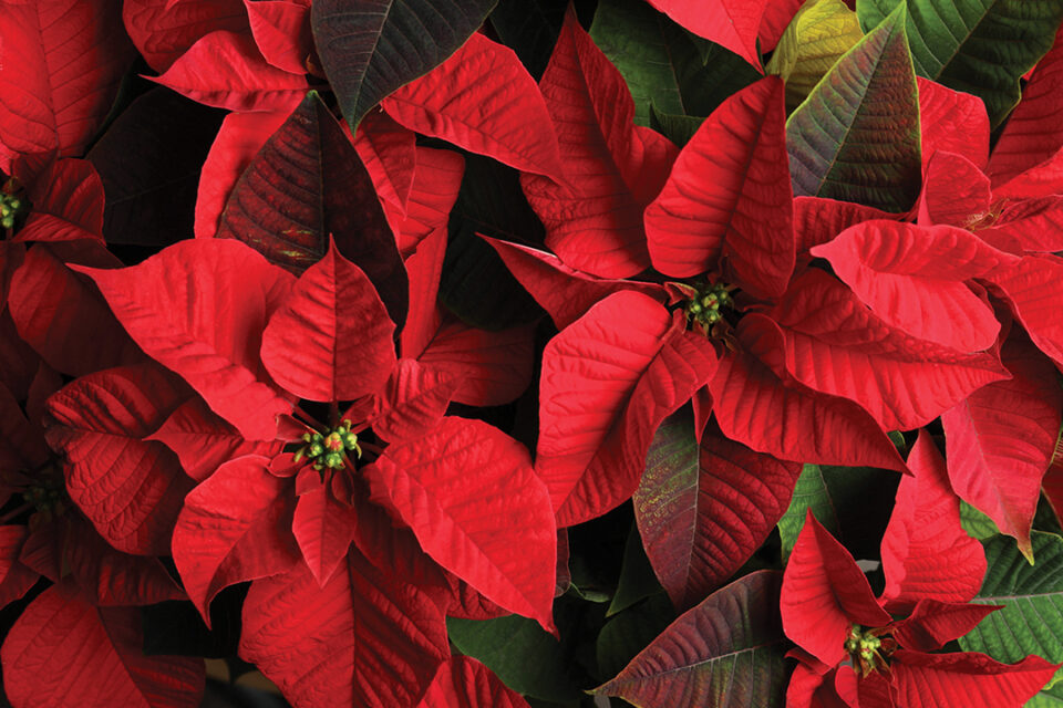 Poinsettia Ball — Ranch & Coast Magazine