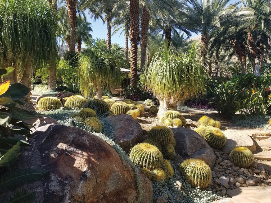 Barrel cactus and stately palms dominate the landscape