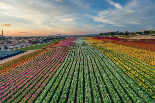 The Flower Fields at Carlsbad Ranch