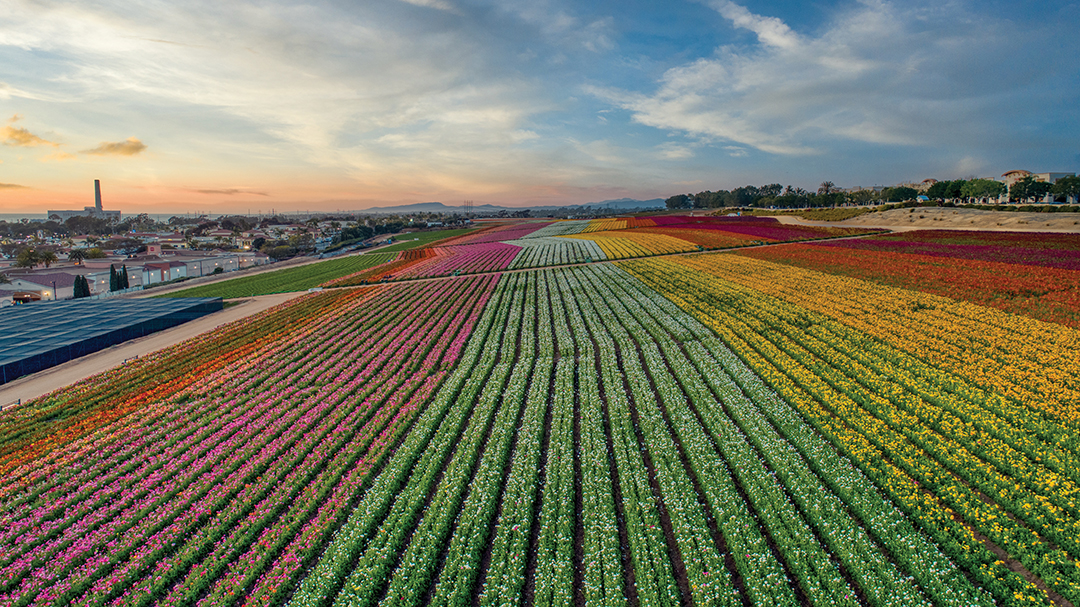 The Flower Fields at Carlsbad Ranch