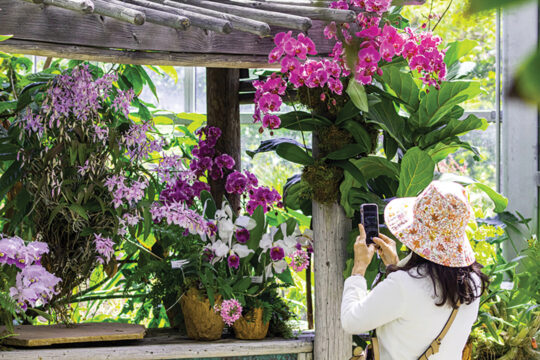 World of Orchids