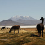 Llamas and alpacas in Colca Canyon in Southern Peru