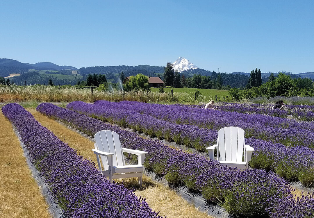 On the Fruit Loop: Hope Ranch Lavender provides a great view of Mount Hood