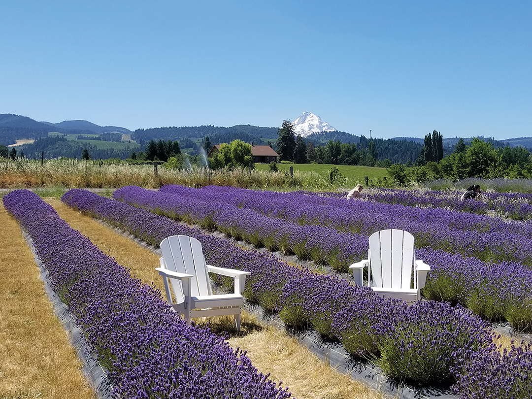 On the Fruit Loop: Hope Ranch Lavender provides a great view of Mount Hood