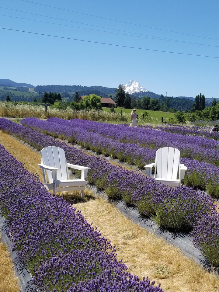 On the Fruit Loop: Hope Ranch Lavender provides a great view of Mount Hood