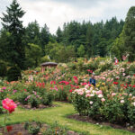 Portland’s International Rose Test Garden is home to 10,000 individual rose bushes