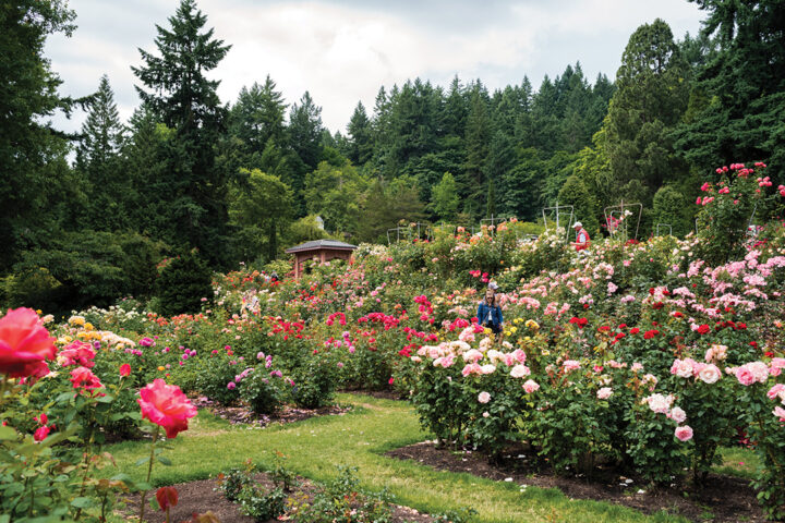 Portland’s International Rose Test Garden is home to 10,000 individual rose bushes