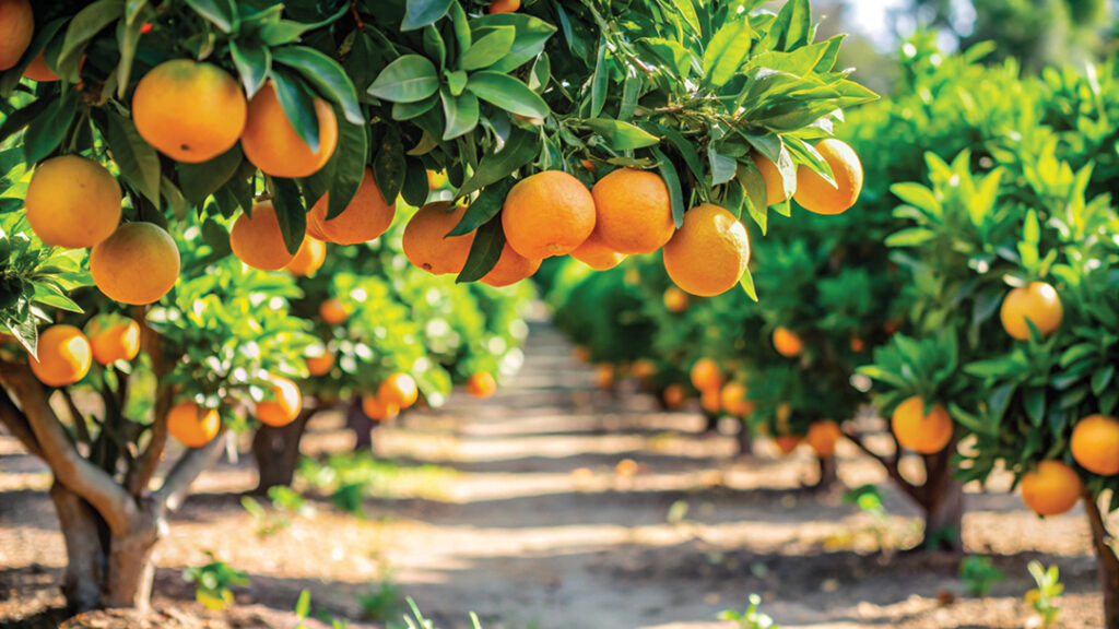 Chuck Samuelson references his “Four A’s” in envisioning a healthy food system that is accessible, affordable, appropriate for all cultures and communities, and awesome — “the kind of food you’d be proud to serve to your mother, your kids.”