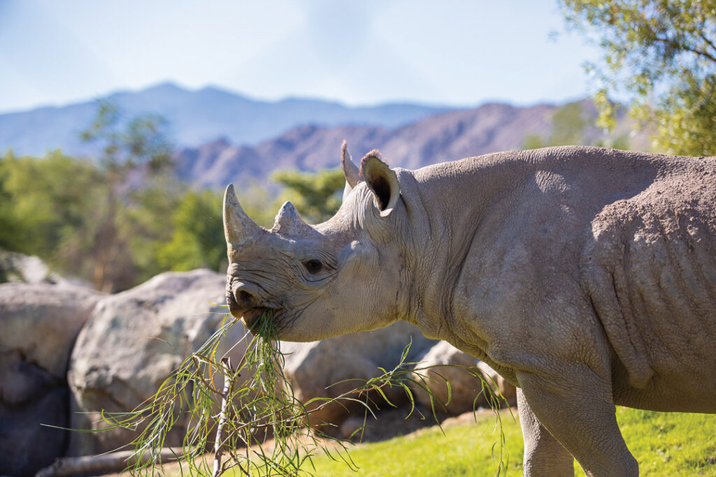 The Living Desert Zoo and Gardens is actively engaged in 80+ projects around the world including international field conservation efforts, local habitat restoration, and on-site initiatives
