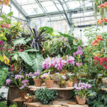 San Diego Botanic Garden’s World of Orchids
