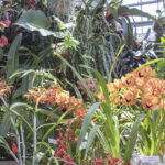 San Diego Botanic Garden’s World of Orchids